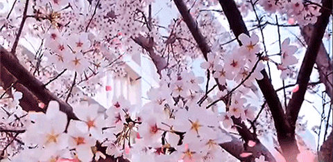 春季赏樱